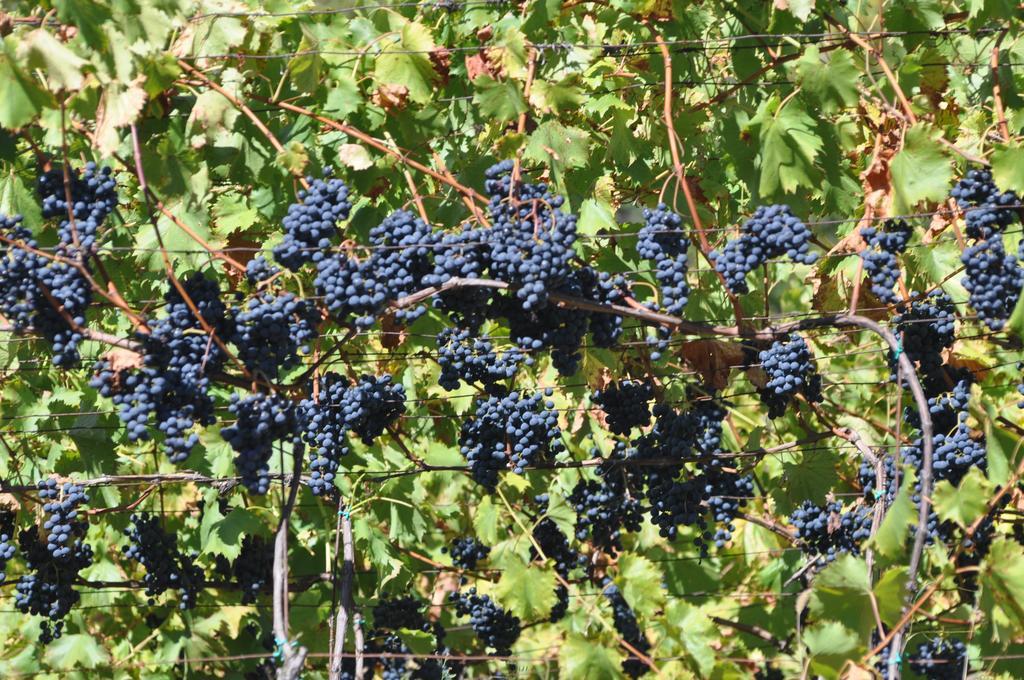 Ausserperskolerhof - Adults Only Fiè Dış mekan fotoğraf